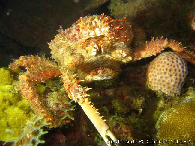 maguimithrax_spinosissimus-cm02