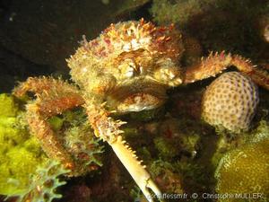 maguimithrax_spinosissimus-cm02