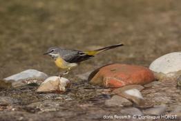 motacilla_cinerea-dh1