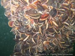 mytilus_edulis-con10
