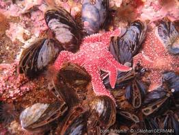 mytilus_edulis-sg9