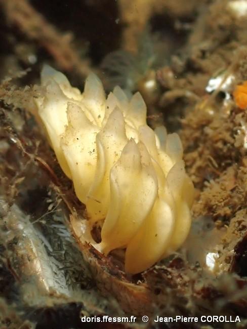 ocinebrellus_inornatus-jpc-40