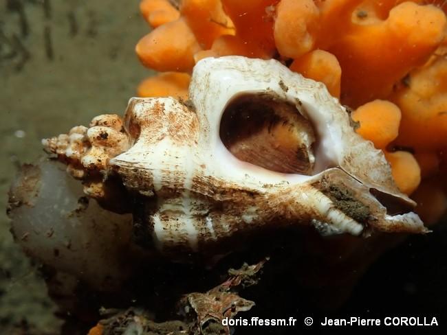 ocinebrellus_inornatus-jpc-50