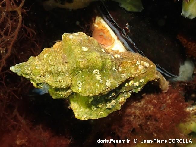 ocinebrellus_inornatus-jpc-60