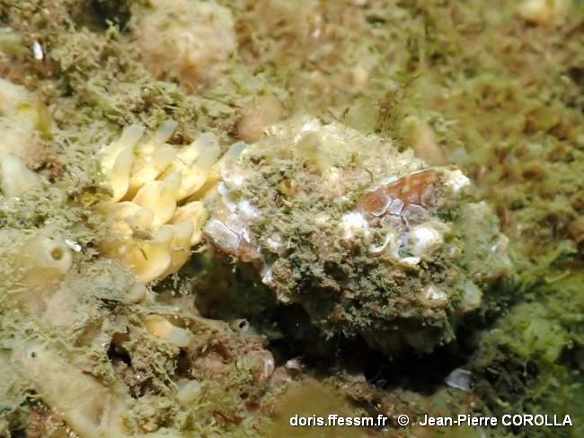 ocinebrellus_inornatus-jpc-70