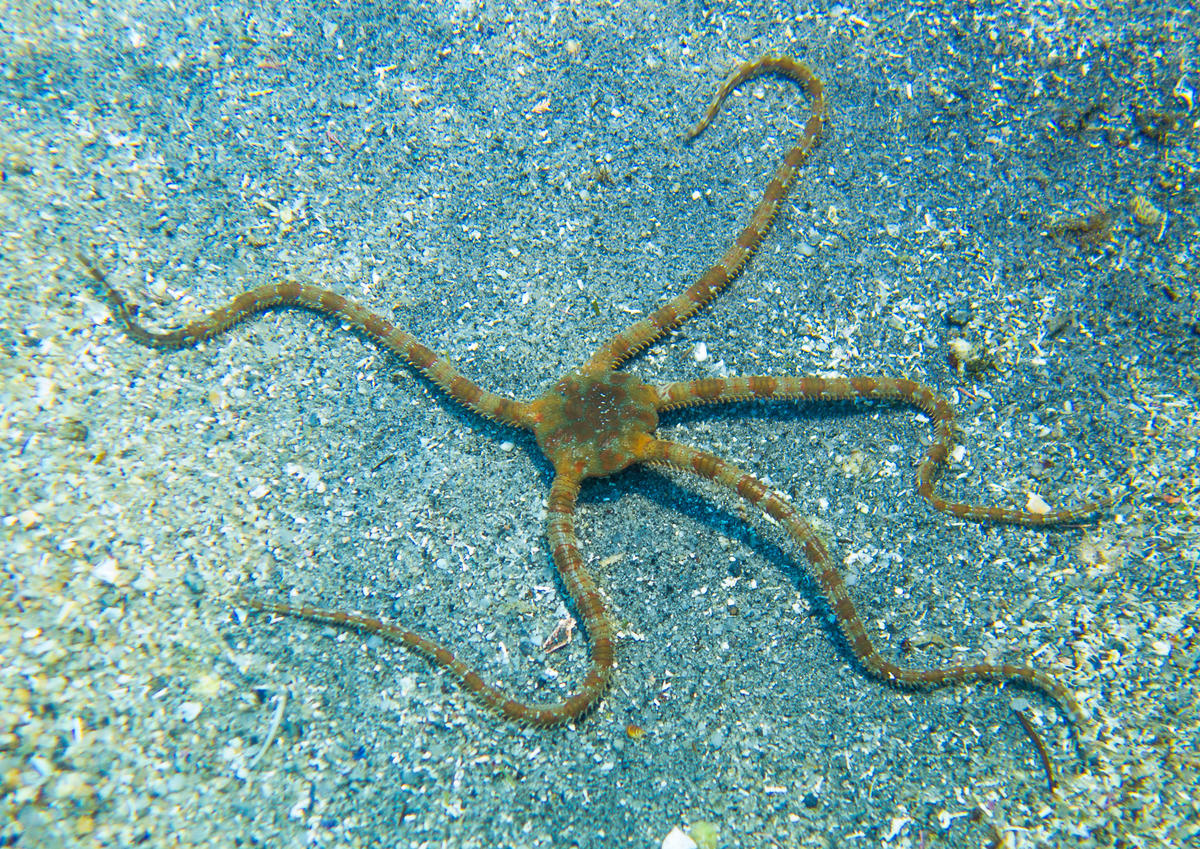 Ophioderma_longicaudum-elru2017