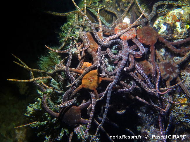 Ophioderma_longicaudum-pagi545