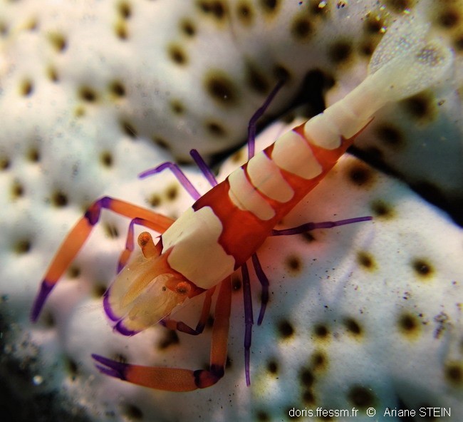 Crevette nettoyeuse impériale