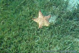 oreaster_reticulatus_cw1