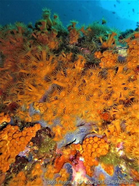 Parazoanthus_ brevitentacularis-ldd1