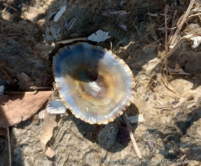 patella_caerulea-mm9