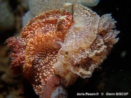 pelagella_castanea-gbi-10