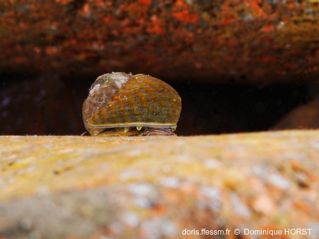 phorcus_richardi-doho-img_01