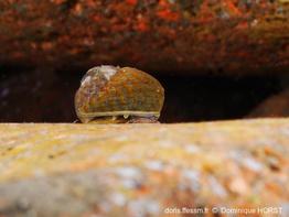 phorcus_richardi-doho-img_01