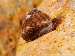 phorcus_richardi-doho-img_12