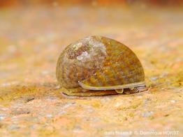 phorcus_richardi-doho-img_14