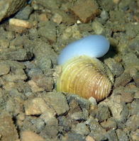 photo montrant son pied