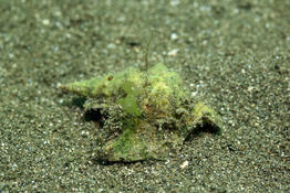 Pied de pélican vivant sur le sable