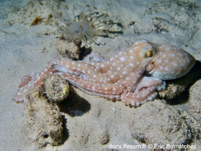 Pinnoctopus_macropus-erbe1