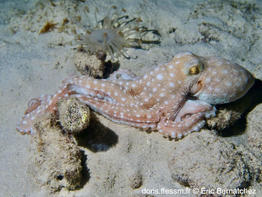 Pinnoctopus_macropus-erbe1