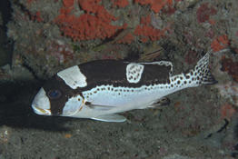 Plectorhinchus picus a un stade subadulte