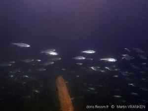 Poisson grégaire