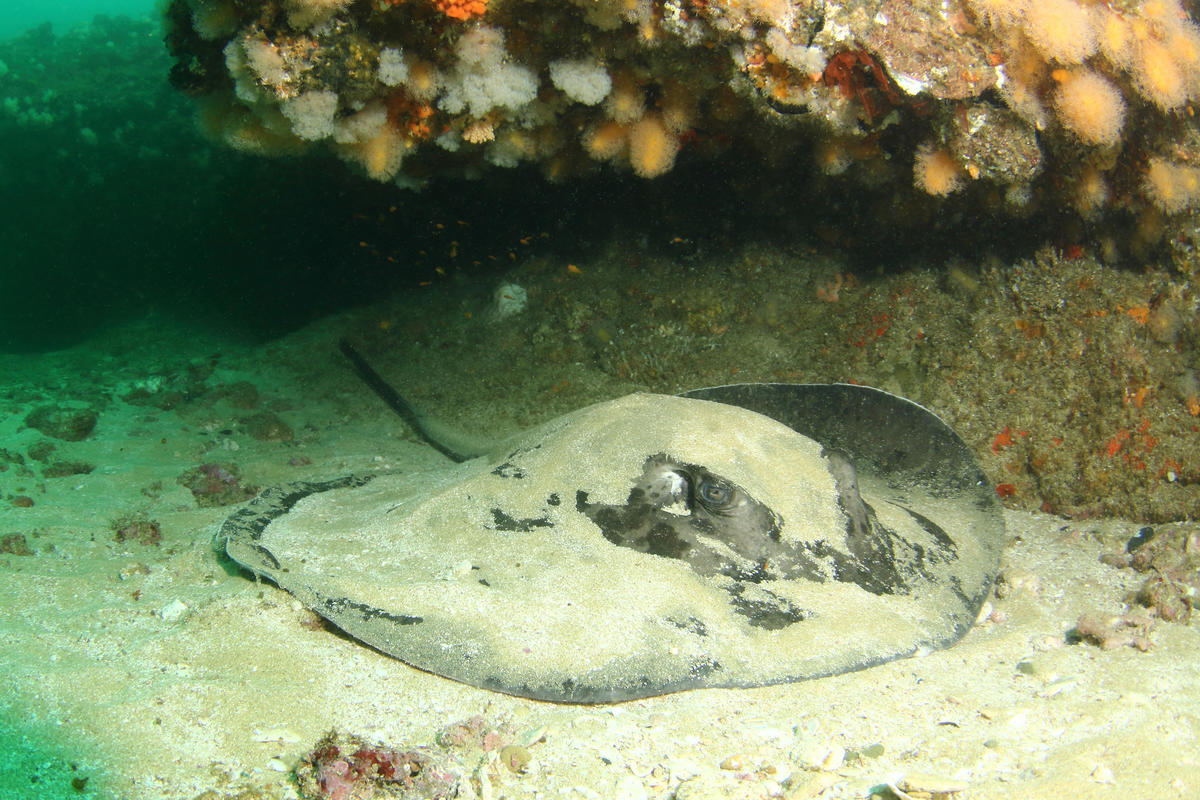 Raie à tâches noires (Taeniura meyeni)