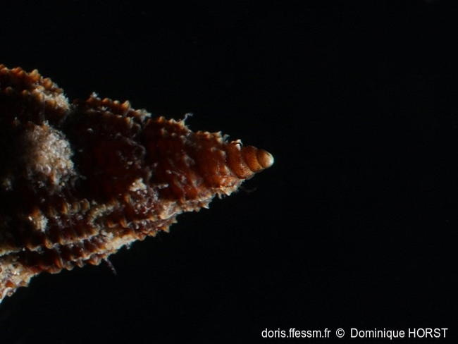 Raphitoma_atropurpurea-doho095