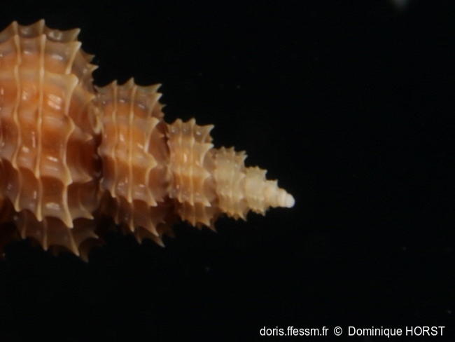 Raphitoma_cordieri-doho095