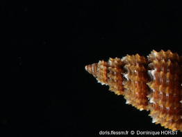 Raphitoma_densa-doho045