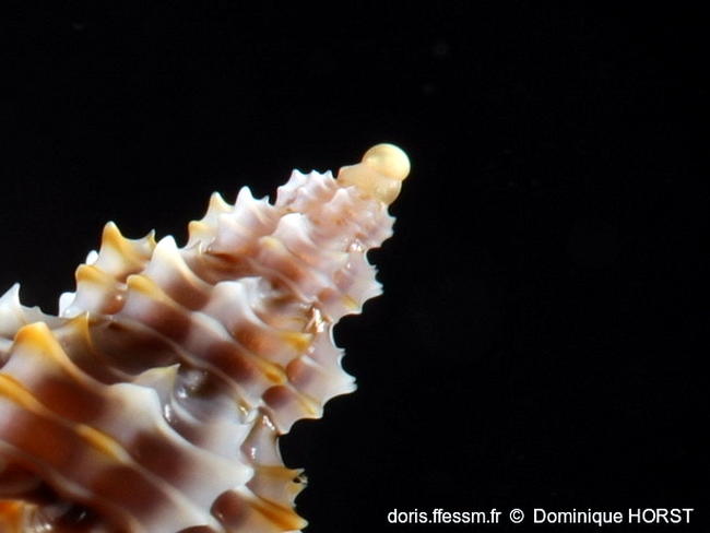 Raphitoma_horrida-doho065