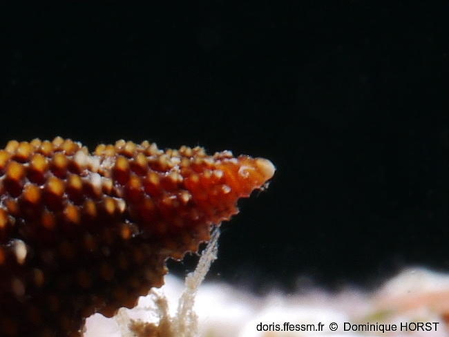 Raphitoma_laviae-doho045