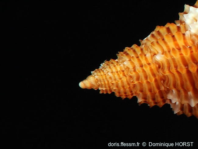 Raphitoma_lineolata-doho045
