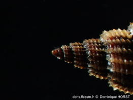 Raphitoma_locardi-doho095