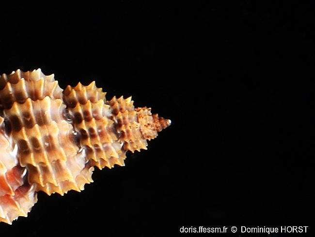 Raphitoma_pupoides-doho045