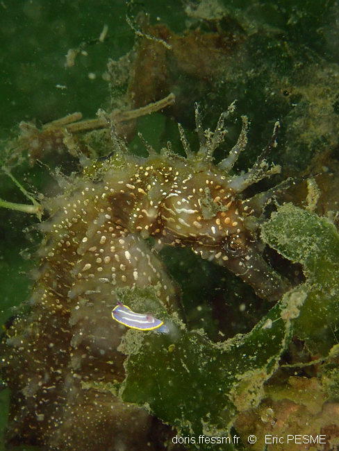 Rudmania_krohni-erpe332