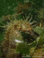 Rudmania_krohni-erpe332