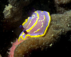 Rudmania_krohni_pagi34