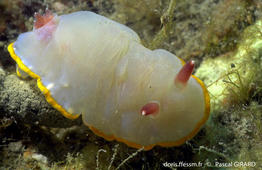 rudmania_purpurea-pg1