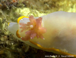 rudmania_purpurea-pg2