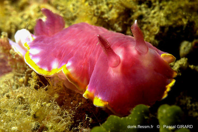 rudmania_purpurea-pg3