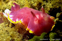 rudmania_purpurea-pg3