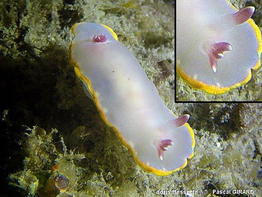 rudmania_purpurea-pg4