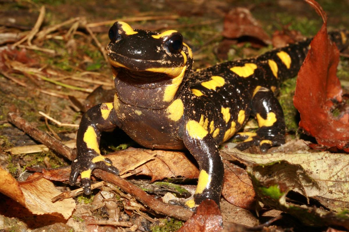 Salamandra salamandra
