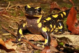 Salamandra salamandra