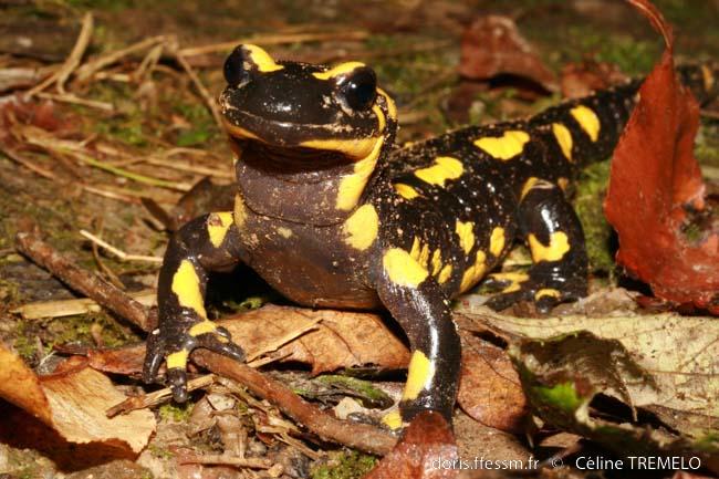 salamandra_salamandra-ct1