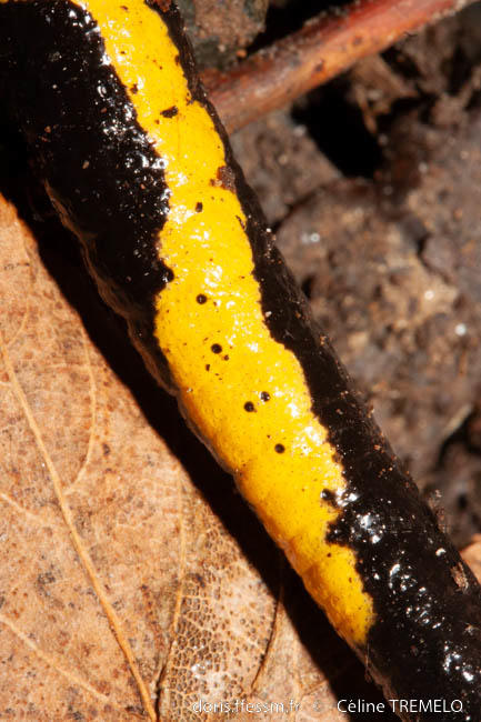 salamandra_salamandra-ct2