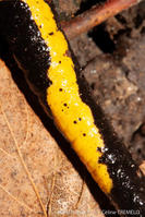 salamandra_salamandra-ct2