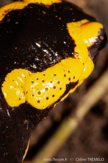 salamandra_salamandra-ct3