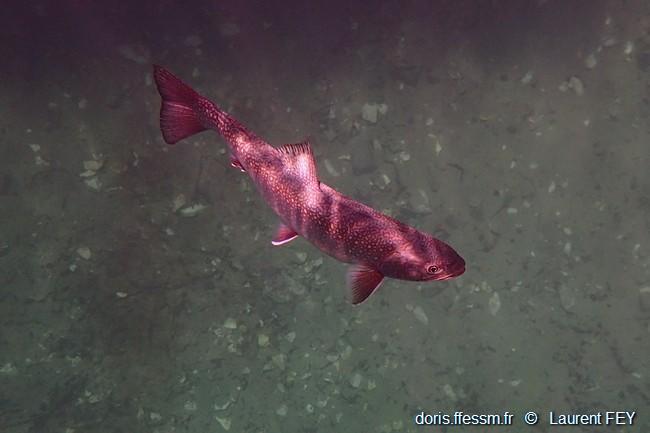 salvelinus_fontinalis-lf01